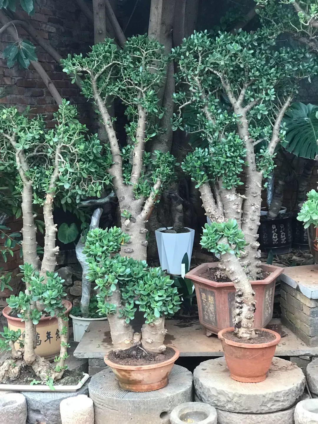 4种花颜值高养在家里超漂亮,家里养什么花招财又旺家