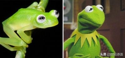 毛主席生平写的第一首诗《七古·咏蛙》