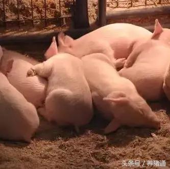 哺乳仔猪教槽太困难?老兽医教你这几招，保证管用！