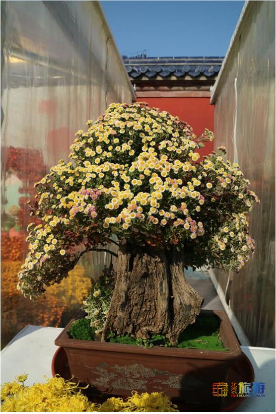 天坛公园最佳赏花时间,天坛必看的景点