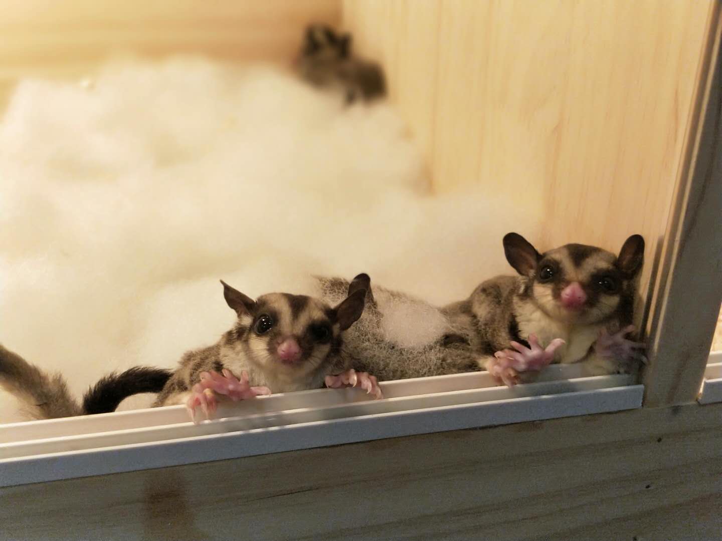 蜜袋鼯怎么训练能晚上睡觉,蜜袋鼯怎么训练定点上厕所