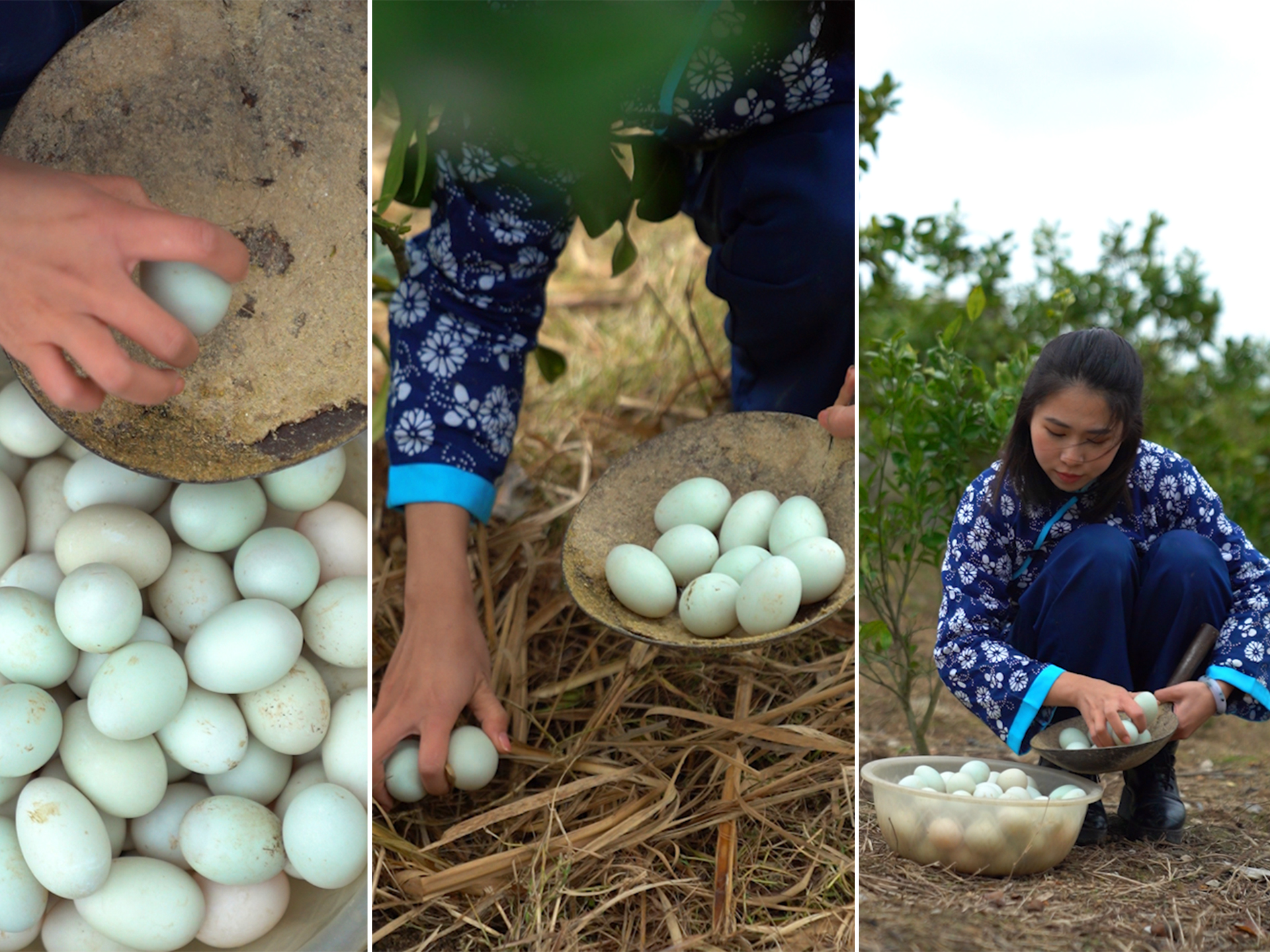 五黑鸡正宗散养,散养的黑乌鸡