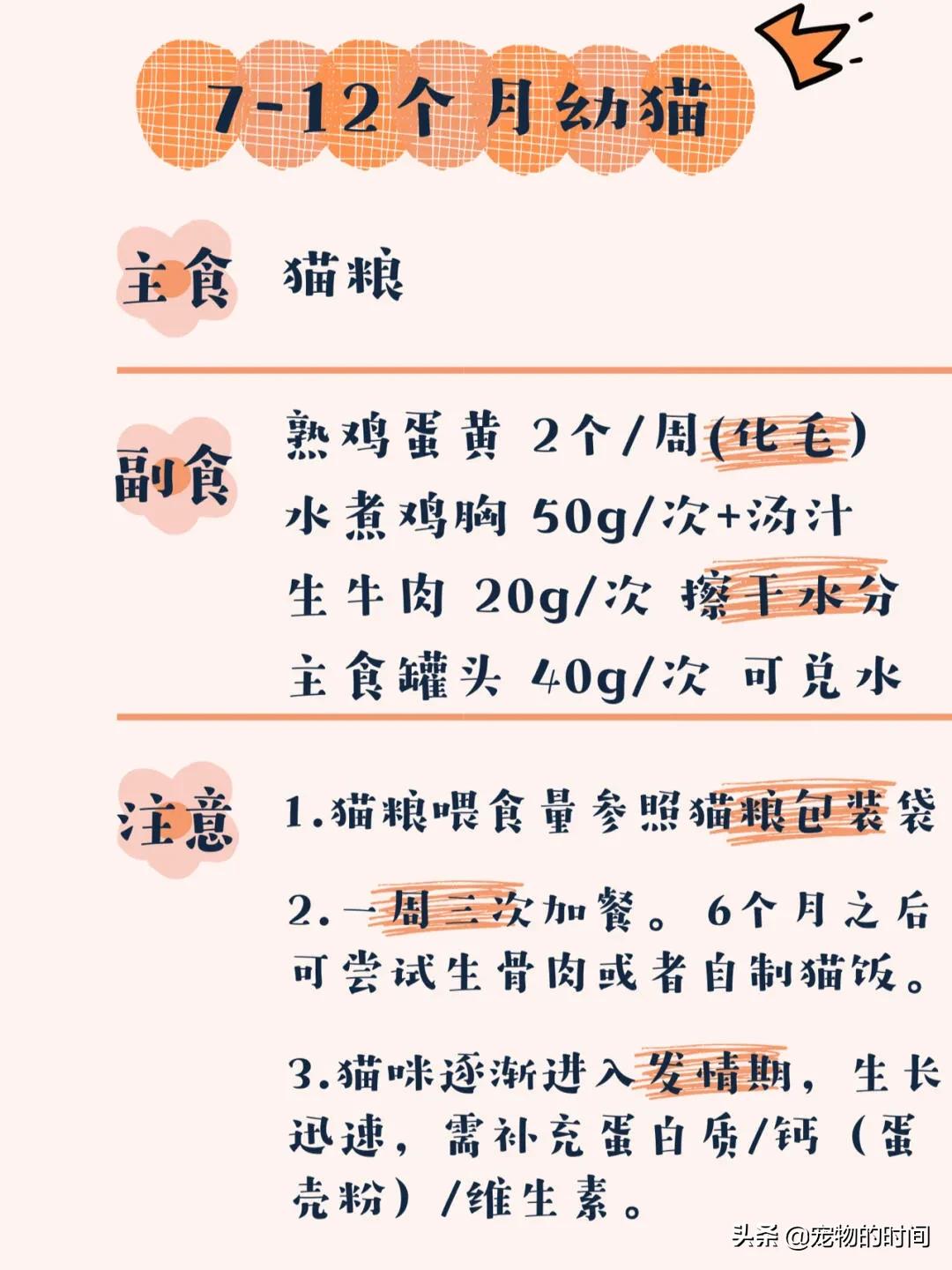 新手养成年猫咪的基础知识,养猫咪新手入门必备知识100个
