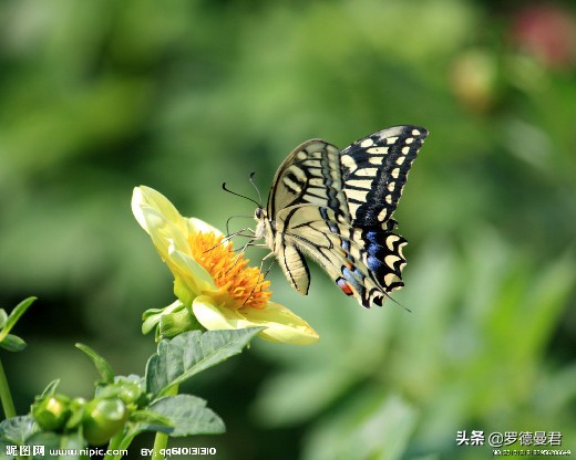 世界足坛五大神兽,世界十大威猛动物