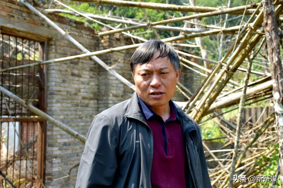 南糯山茶叶的故事,南糯山茶厂视频