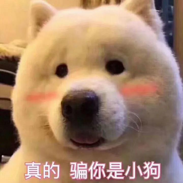 汪星人名字叫什么,汪星人的名字