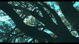 法国梧桐树转世(中英双语)