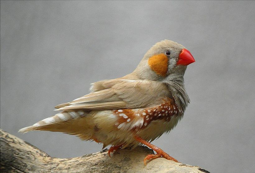 东江揽胜,惠州淡水常见鸟类图谱