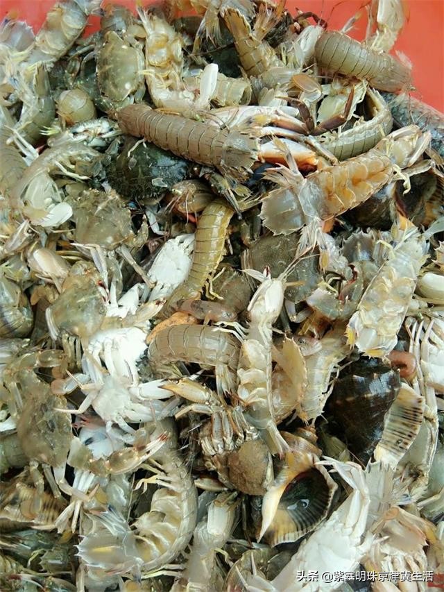 八月别来这座小岛，海鲜吃饱，大海景美唐山月坨岛009号别墅农家