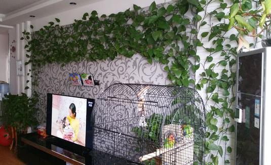 想让绿萝爬上墙这些小技巧需掌握,绿萝快速爬墙的技巧