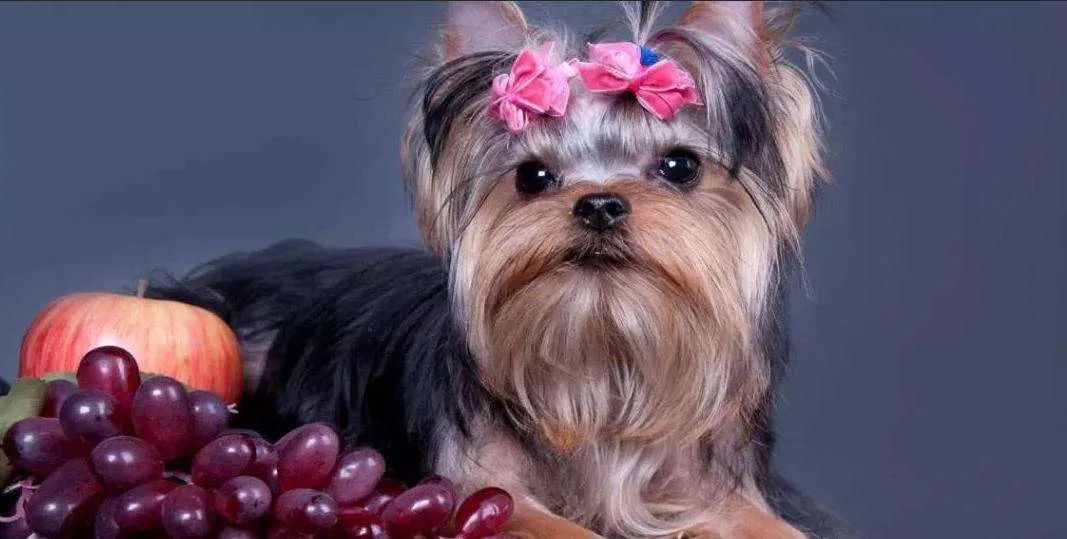 千万别给狗狗吃的食物,千万不要给狗狗吃的九种食物