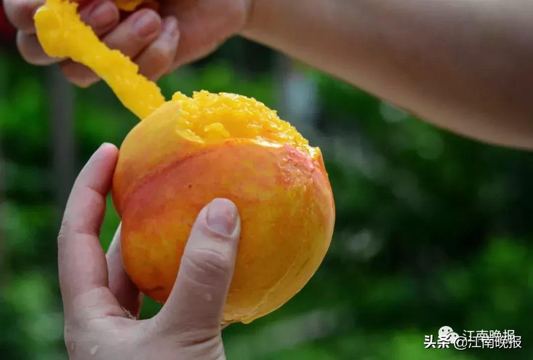 水蜜桃吃了不消化吗,水蜜桃吃了