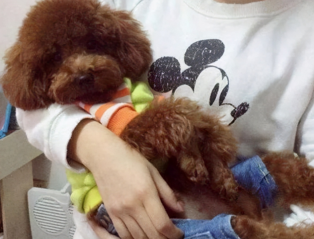 泰迪狗不能抱,怎么抱泰迪狗狗有安全感