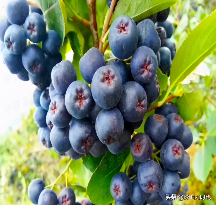 辽宁金新农业新消息,辽宁金新科技农业发展有限公司