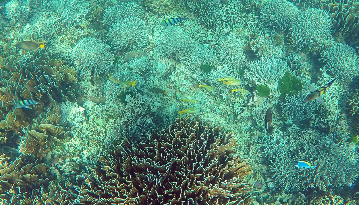 泰国普吉岛斯米兰岛旅游攻略,泰国旅游普吉岛的夏天皮皮岛浮潜