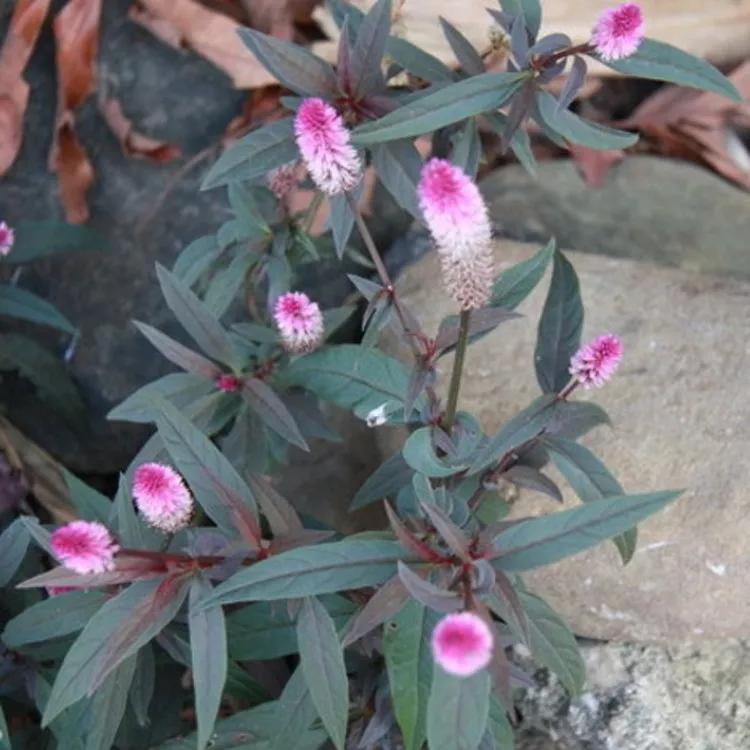 青葙子功能主治,黄连薄荷青葙子