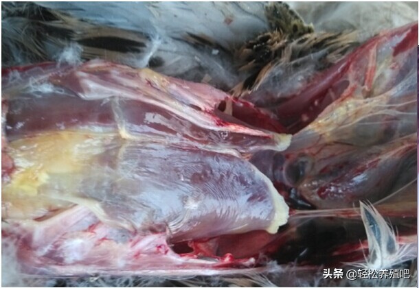 鸭包心包肝治疗方法,鹅包心包肝该怎么治