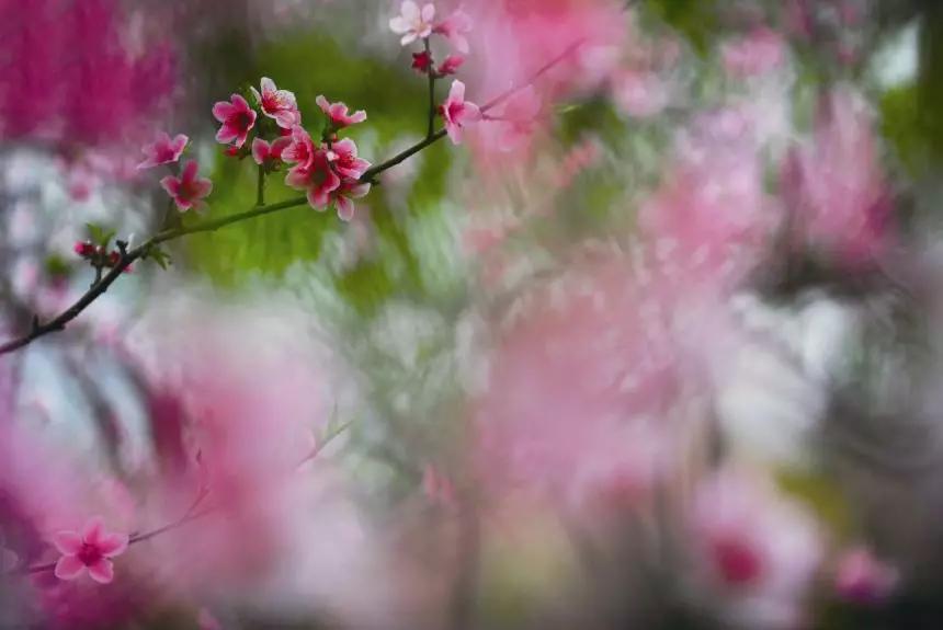 霸州踏青,霸州附近看花踏青好去处