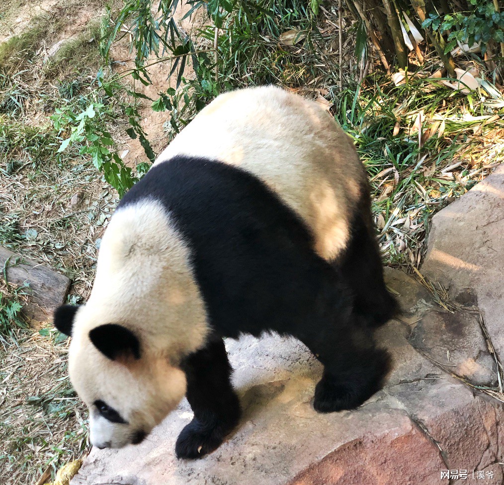 广州长隆游玩超详细亲子游攻略,史上最完整的广州长隆亲子游攻略
