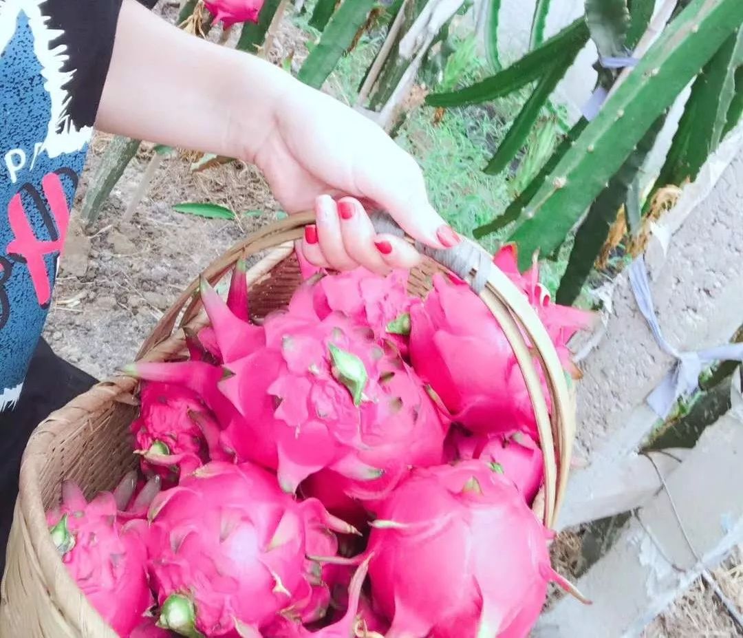 江阴附近生态园葡萄采摘,江阴申港采摘园