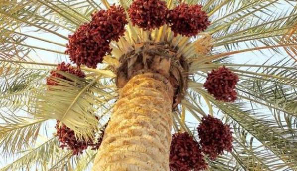 迪拜人爱吃的椰枣,深受迪拜人喜爱的椰枣