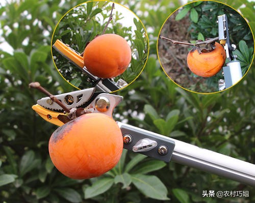 盆栽柿子树落果怎么办,柿子树落果怎么防治