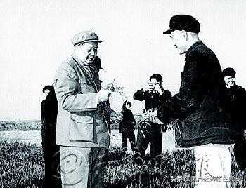 济南秋天的法国梧桐,济南一颗梧桐树