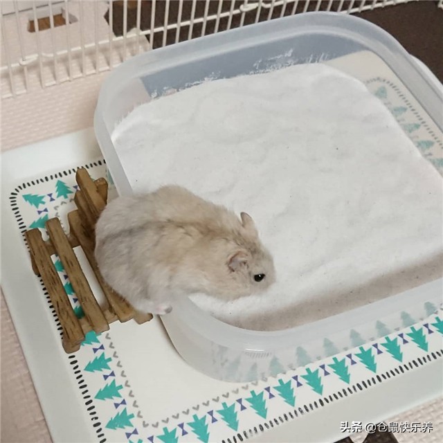 仓鼠被人惹恼了,仓鼠反感主人怎么办
