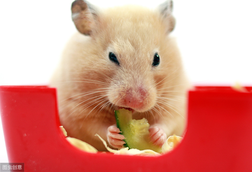 口袋宠物图鉴,口袋宠物中文版