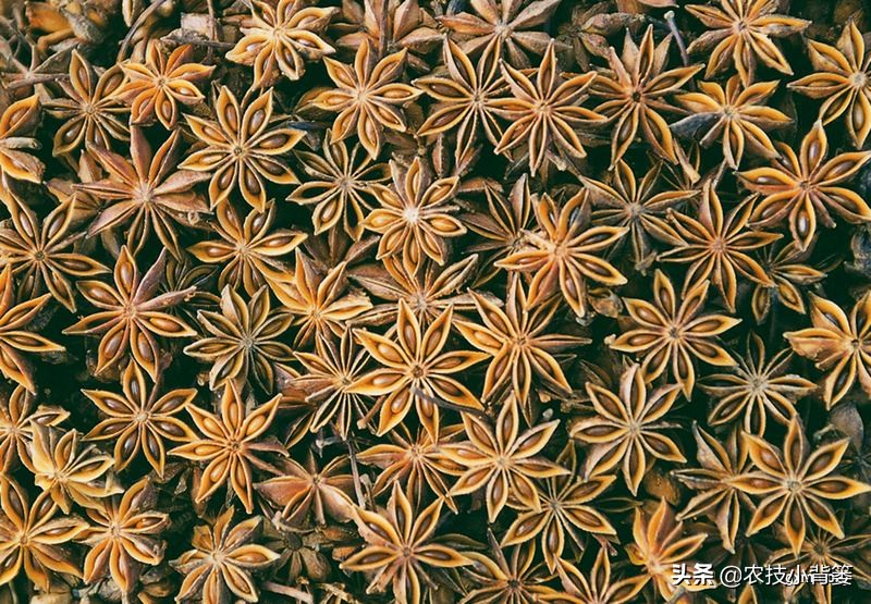 八角的种植条件及技术要点有哪些,八角种植要么不种要么精种