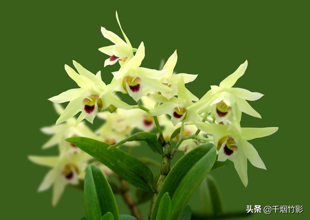 乐山适合种植什么中药材,乐山中药材淫羊藿