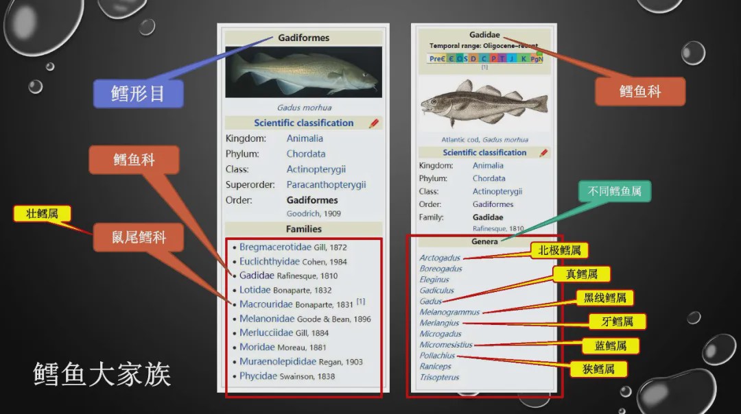 樊哥说中国美食,樊哥讲冰鲜生鲜