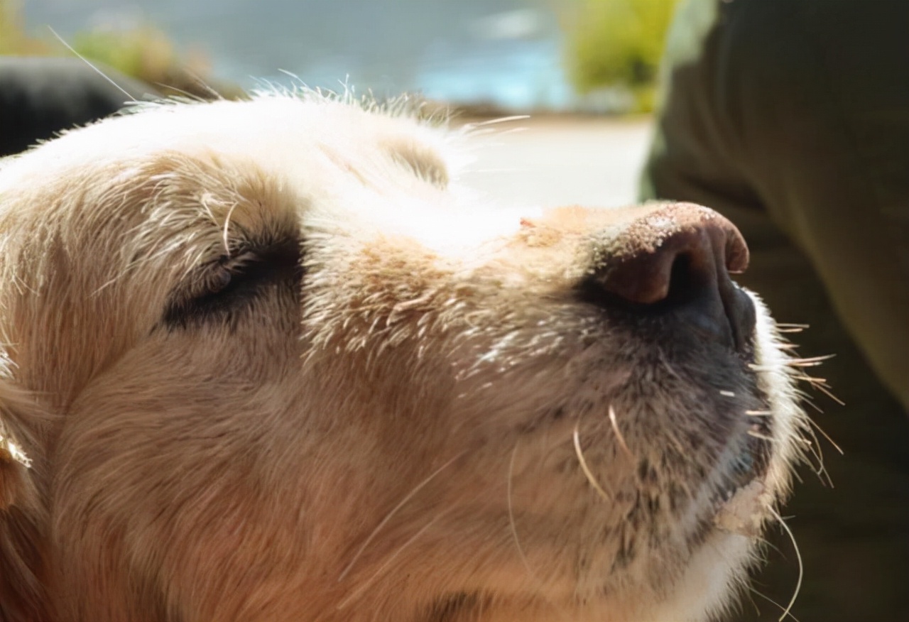 半夜狗突然对着空气大叫,狗突然对着一个地方吠叫