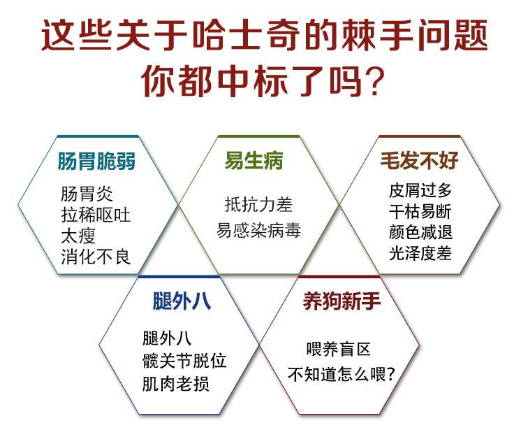 狗界的拆家神器哈士奇,拆家大队哈士奇全集