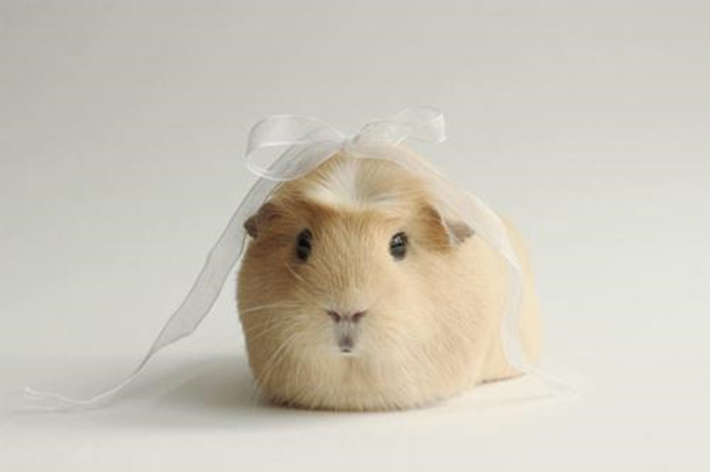 养100只荷兰猪能赚钱吗,养荷兰猪需要准备什么东西