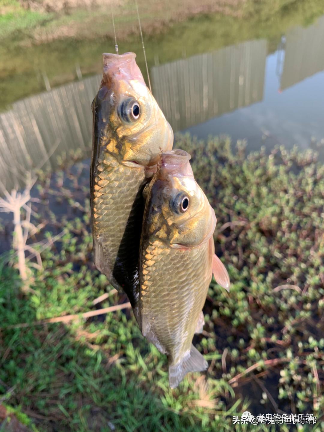 用鬼飞饵钓鱼,用鬼飞路亚怎么样