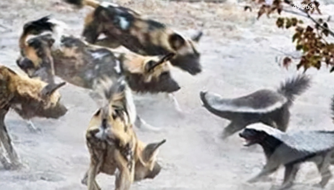 蜜獾平头哥和科莫多巨蜥,平头哥蜜獾为什么不怕蛇