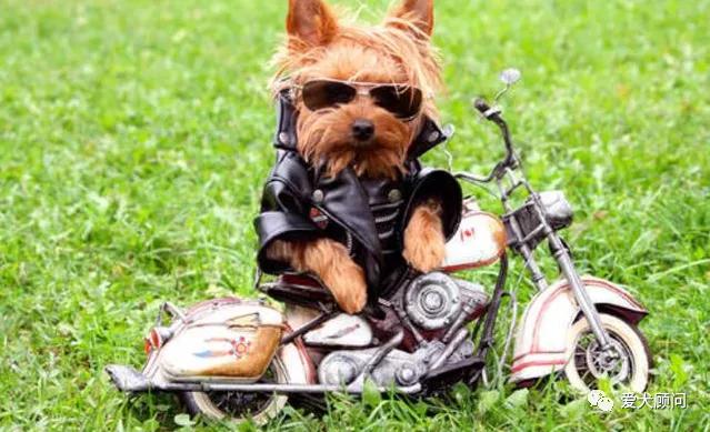 小狗怕坐摩托车怎么办,狗狗不肯坐摩托车怎么办
