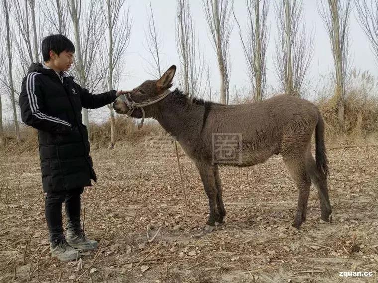 NO.855:阿克苏本地求职招聘、出租转让、农林牧副渔…信息大全