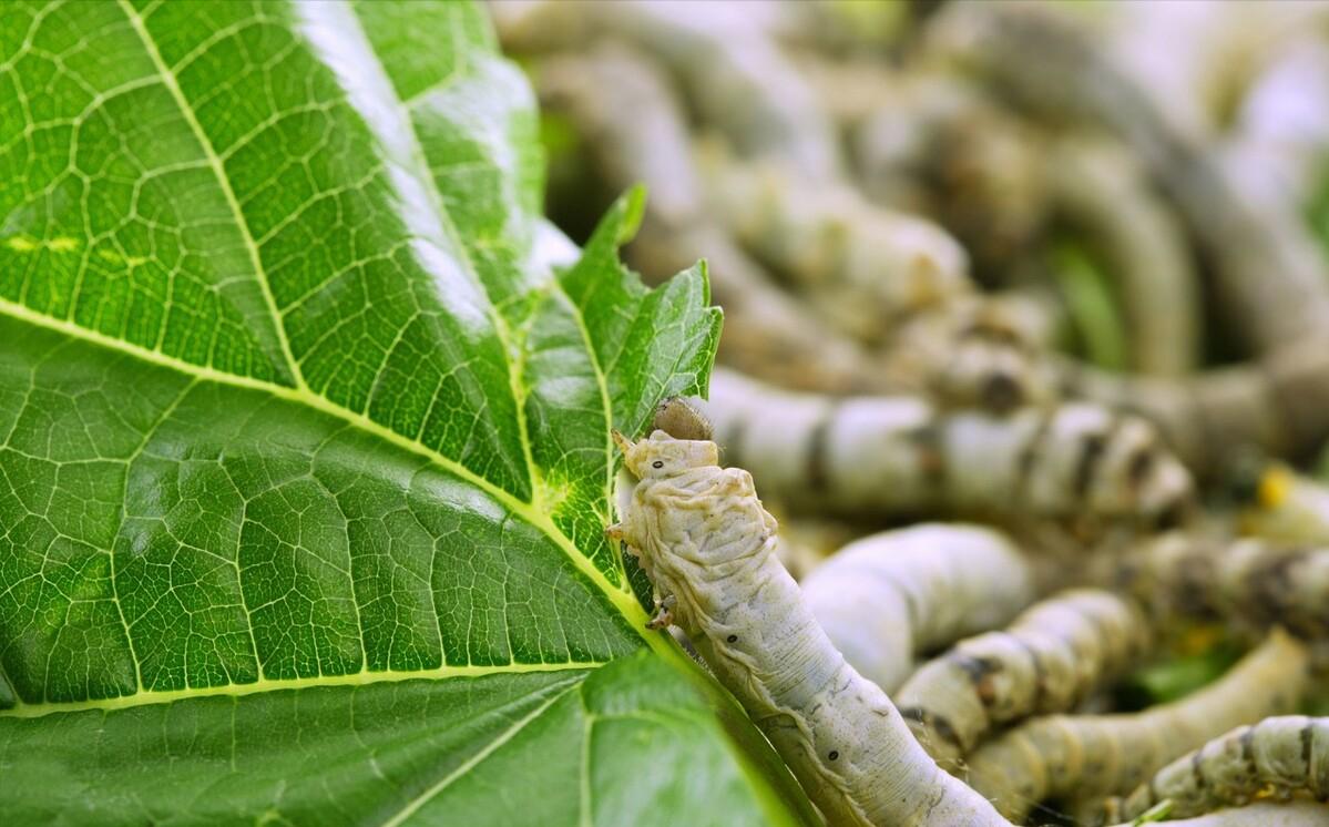 摘桑养蚕赚钱,种桑养蚕致富的成功经验