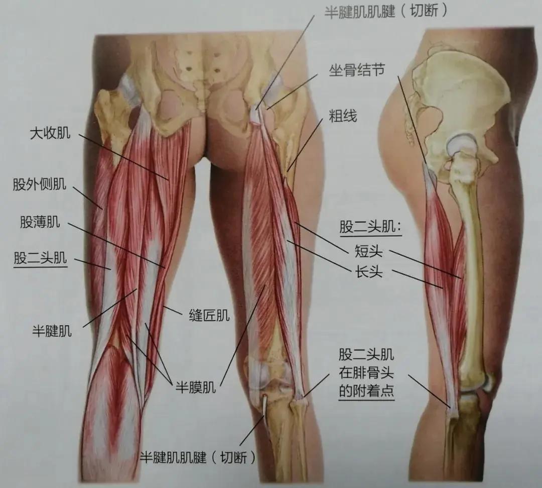 久坐后大腿肌肉酸疼使不上劲,久坐了腿部肌肉酸痛