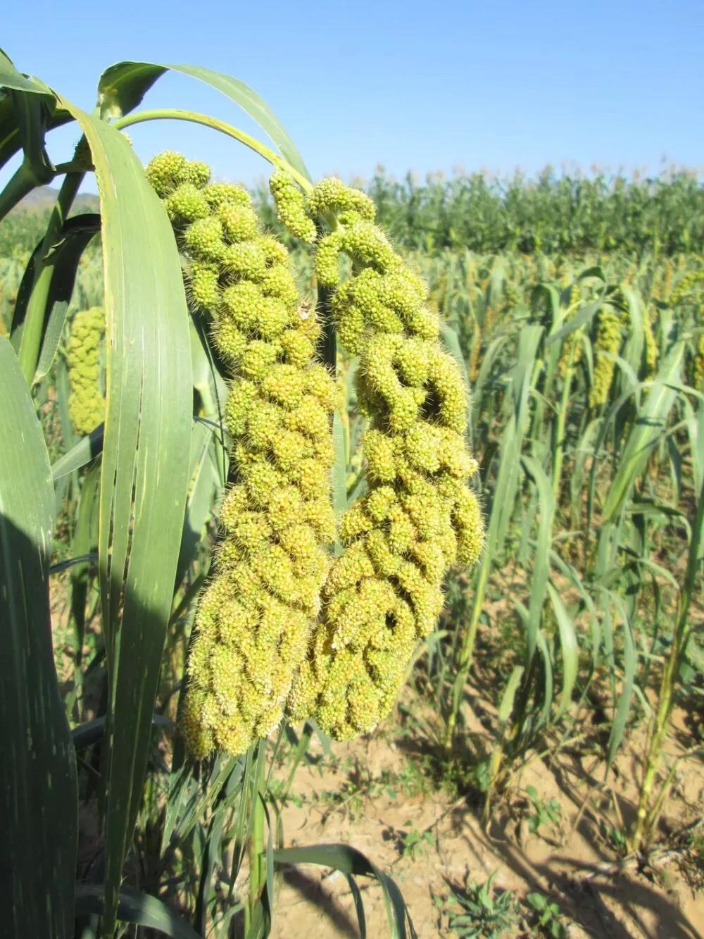 回家一级优质米，明星产品张杂谷13号，亩产千斤