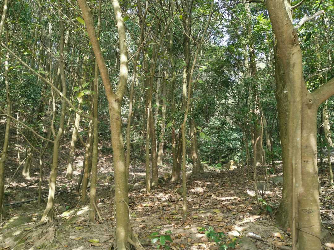 厦门市天竺山一日游,厦门天竺山攻略