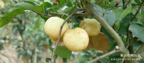 长沙小水果之乡,湖南长沙宝藏打卡地