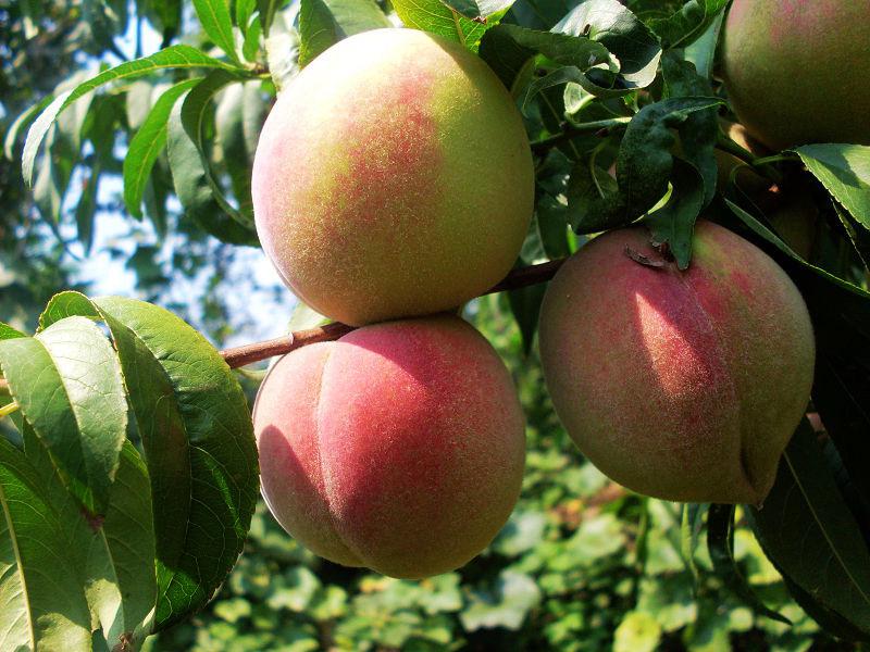 在网上哪里买水果比较靠谱,网上在哪买水果比较靠谱