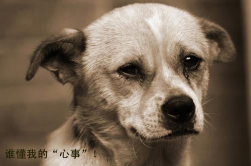 狗狗到底喜欢玩什么玩具,狗狗突然对喜欢的玩具不感兴趣了