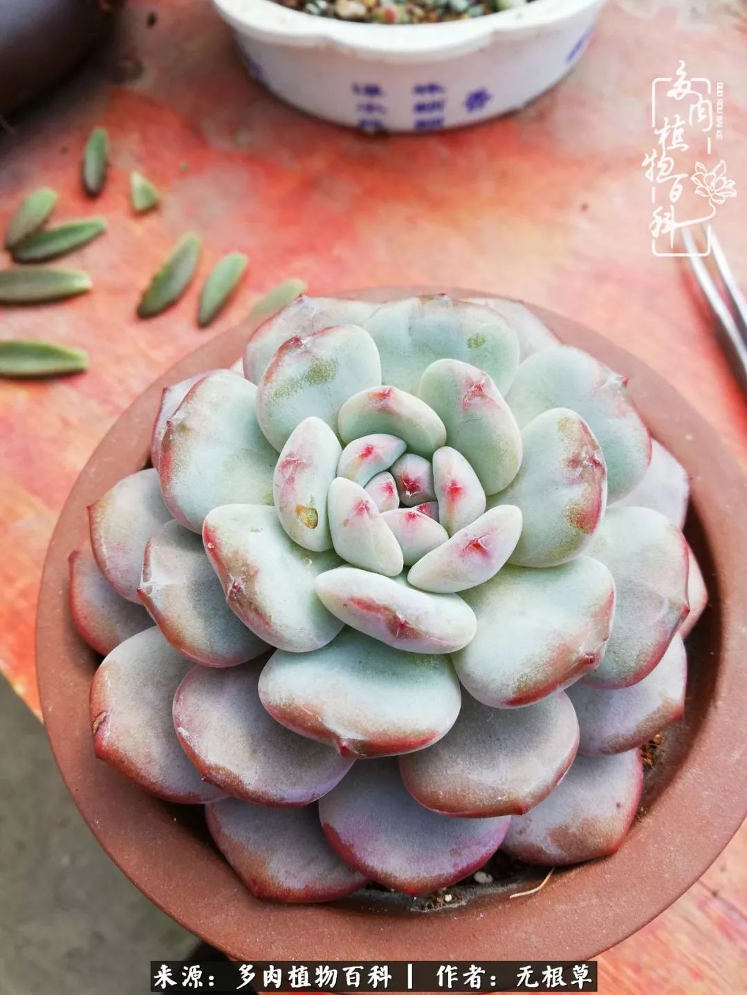 多肉寒冬中茁壮成长,多肉岁月的沉淀
