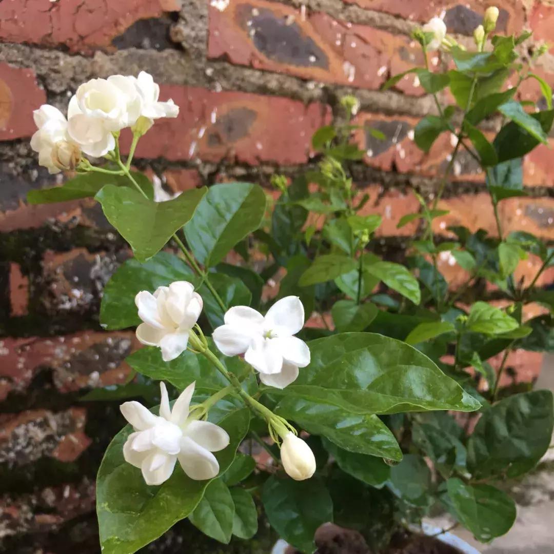 盆下有很多小虫子怎么办,盆里小飞虫用什么药