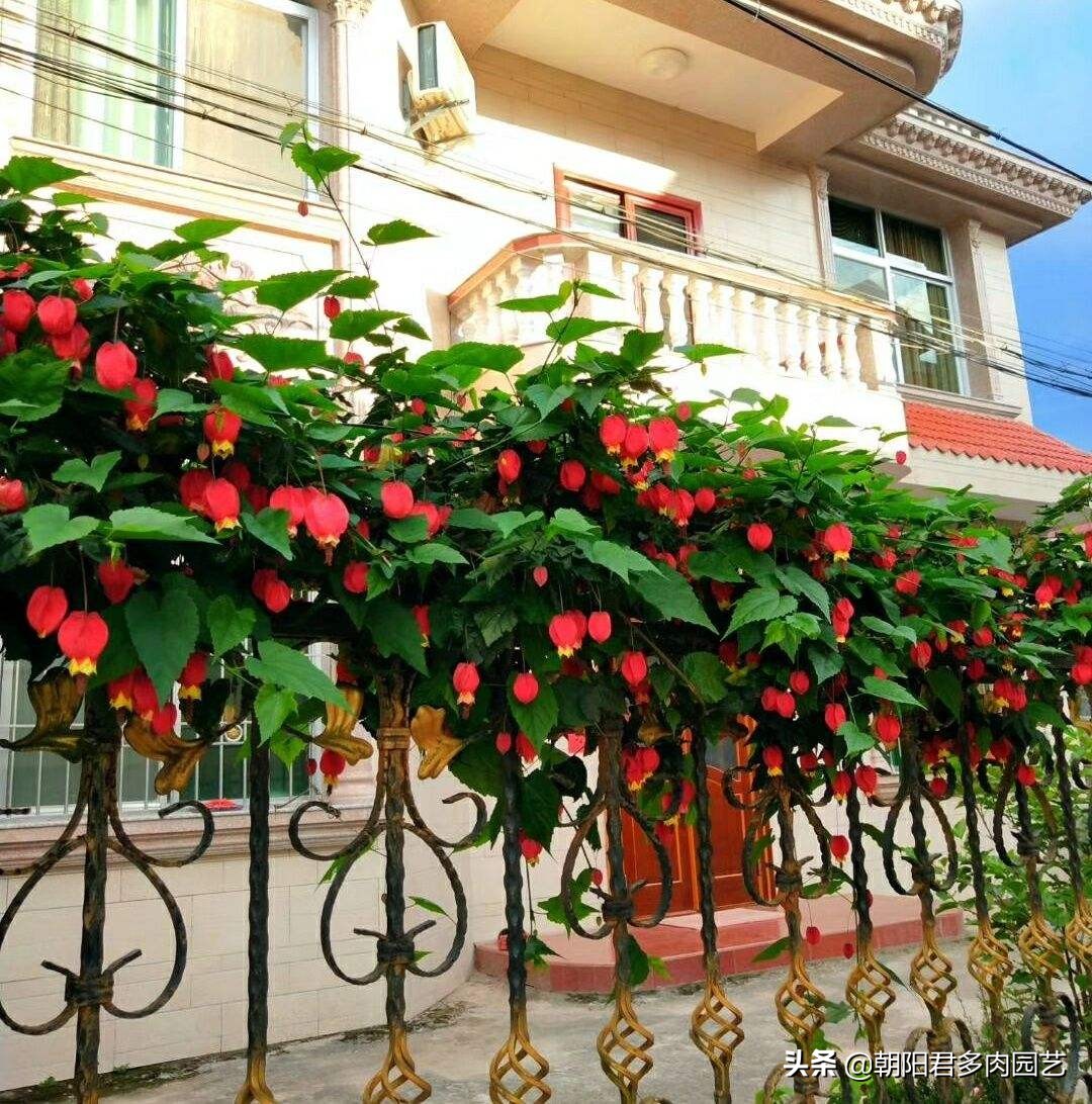 蔓性风铃花开花颜色变淡,蔓性风铃花几年开花