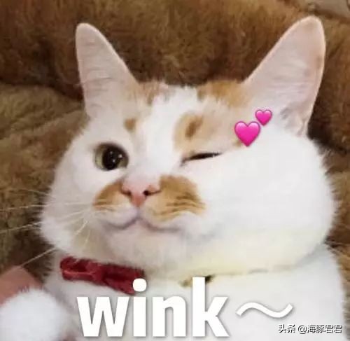 北京小公主靠吸猫血成百万大V,直播整容、大照骗、2年养死3只猫